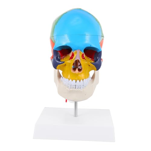 PartyKindom Schattierungsmodell Totenkopffiguren Und Statuen Halloween Streich Requisiten Menschliches Körpermodell Halloween Skelettkopf Gefälschte Menschliche Miniatur Kleine von PartyKindom