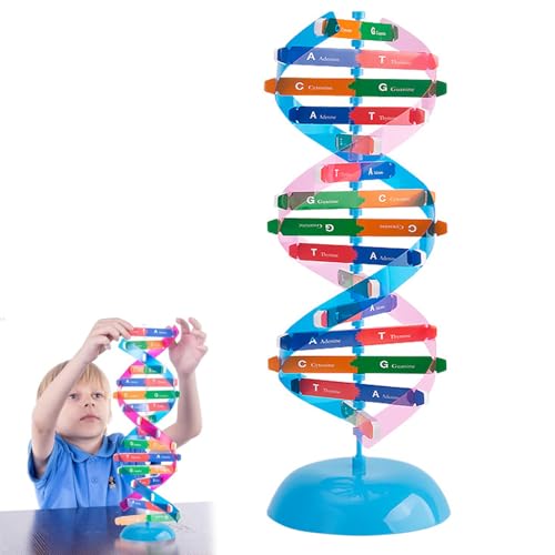 Pastoralist DNA -Modell -Kit, DIY 13.7x4 Wissenschaftsmodelle, Doppelhelix -Struktur DNA -Modellkomponenten Wissenschaft Bildungsunterricht Instrumentmodell, Molekularmodell Kit, Science -Modelle von Pastoralist