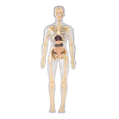 Perfeclan Human Body Model Interactive Biology Model Lernspielzeug lehren Requisiten Humanbiologie für Kinder im Alter von 6 + Lehrer Homeschool, Transparent von Perfeclan