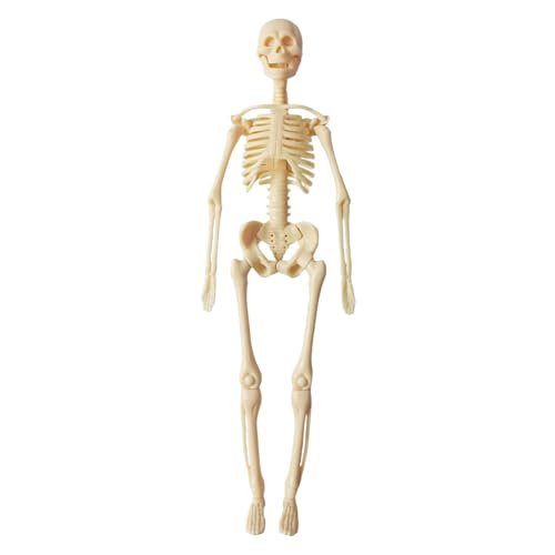 Perfeclan Human Body Model Lehre Supplies Education Tool Display Demonstration Tool Körper Organteile für Kinder Homeschool im Alter 8+, Skelett von Perfeclan