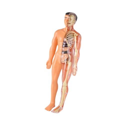 Perfeclan Humankörper -Puzzle -Kits für Kinder 3D -Anatomie Figur Abnehmbare Organe Frühaufschuldung DIY Skeleton Toy für Kinder Kindervorschule, Durchscheinend von Perfeclan