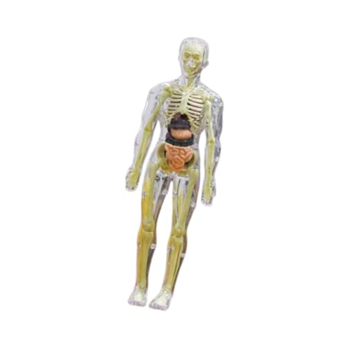 Perfeclan Humankörper -Puzzle -Kits für Kinder 3D -Anatomie Figur Abnehmbare Organe Frühaufschuldung DIY Skeleton Toy für Kinder Kindervorschule, Transparent von Perfeclan