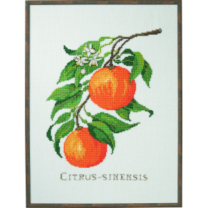 Permin Stickereiset Citrus-senensis 29x39cm von Permin