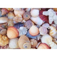 All the Shells 1000-Piece Jigsaw Puzzle All the Shells 1000-Piece Jigsaw Puzzle von Peter Pauper Press