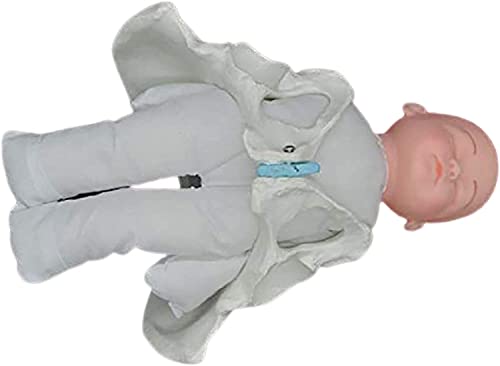 1 Stück menschliches weibliches Beckenmodell for die Geburt – Mini-Anatomiemodell mit Becken for das Gesundheitswesen, Studium und Lehre 1 Stück menschliches weibliches Beckenmodell for die Geburt – Mini-Anatomiemodell mit Becken for das Gesundheitswesen, Studium und Lehre von PpeiliL