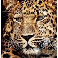 Diamond Painting Jaguar Kopf 40x30 cm von Pracht Creatives Hobby GmbH