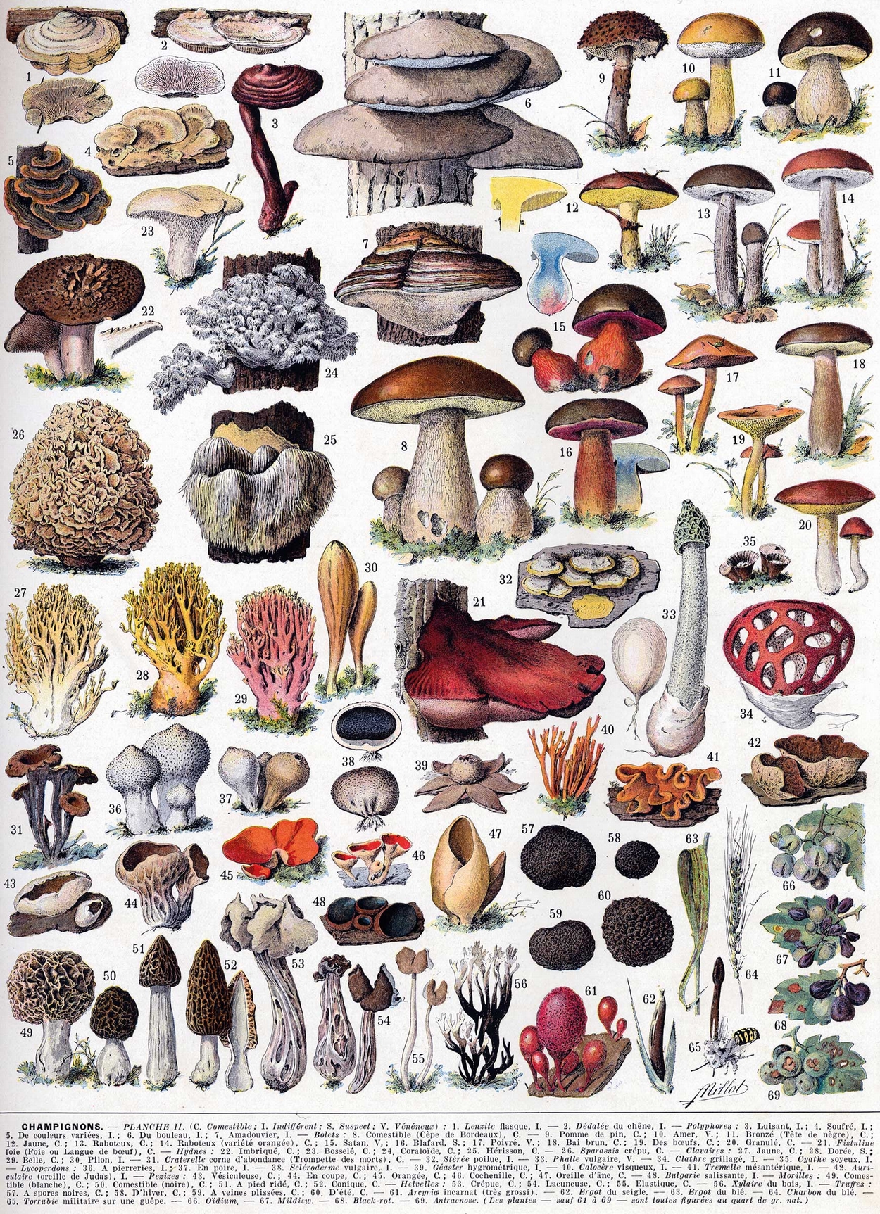 Puzzle Michèle Wilson Handgeschnittenes Holzpuzzle - Mushrooms 250 Teile Puzzle Puzzle-Michele-Wilson-A1092-250 von Puzzle Michèle Wilson