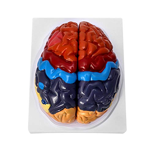 QWORK® Gehirn Anatomisches Modell Anatomie, 2-Teile Farbkodiertes Menschliches Regionales Hirnmodell, Medizinisches Lernwerkzeug von QWORK