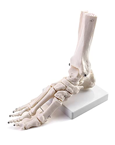 QWORK® Menschliches Fußgelenkmodell in Lebensgröße, Medizinische Anatomie Fußskelett Modell für Medizinstudie & Wissenschaft Klassenzimmer von QWORK