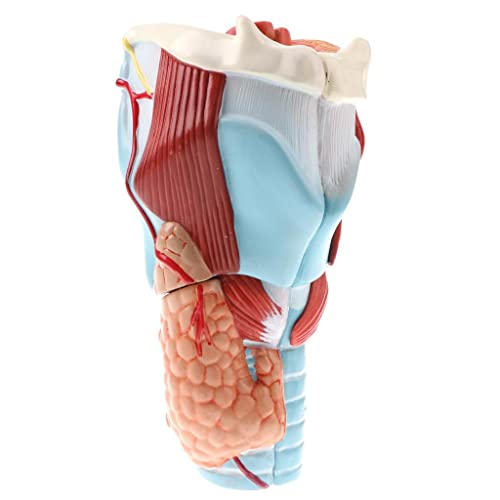 Qianly Studien Ausstellungssets für Das Menschliche Pharynx Larynx Modell von Qianly