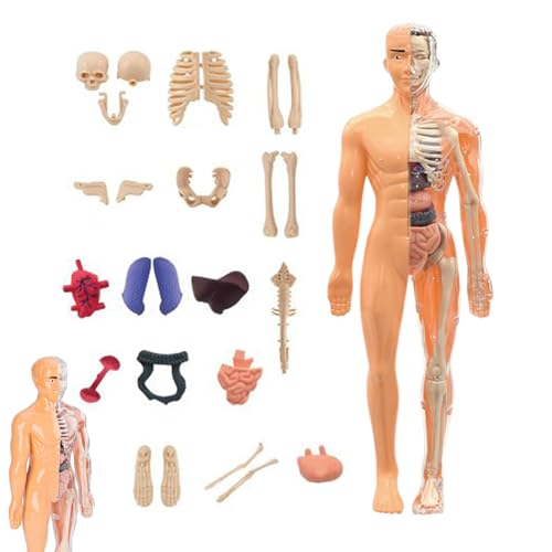 Qkbuza 3D-Skelettanatomie-Modell, abnehmbarer anatomischer Torso, menschlich, zerlegbar, pädagogisches Werkzeug für 6 Jahre, Schule, College, Studenten, Lehrer Qkbuza 3D-Skelettanatomie-Modell, abnehmbarer anatomischer Torso, menschlich, zerlegbar, pädagogisches Werkzeug für 6 Jahre, Schule, College, Studenten, Lehrer von Qkbuza