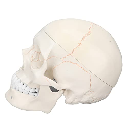 Qukaim Anatomie-Schädel-Modell, Lebensgröße, menschlicher Erwachsenenschädel, anatomisches Modell, Mehrzweck-Schädelmodell für wissenschaftliche Bildung, detaillierte Anatomie-Display, pädagogisches von Qukaim