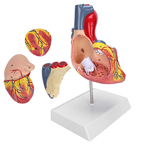 Qukaim Herzmodell, lebensgroßes Herzmodell, 2 x menschliches Herz-Lehrmodell, Simulations-Herzorgan-Modell für pädagogischen Gebrauch, anatomisches Studium, 30,5 cm von Qukaim