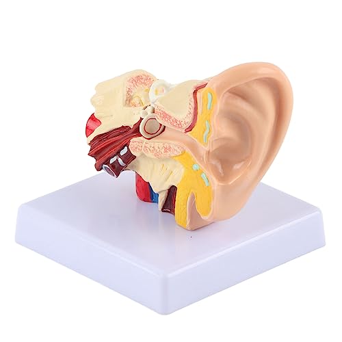 Qukaim Science Education Supplies Ohrmodell, Anatomie, 1,5:1 vergrößertes menschliches Anatomiemodell für wissenschaftliche Simulation, pädagogisches Wissenschaftsbedarf, kleine Größe von Qukaim