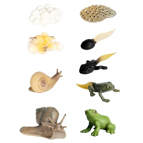 Qumiuu Frosch-Lebenszyklus, Lebenszyklus-Spielzeug für Kinder | Mini-Spielzeug für wissenschaftliches Tierwachstum,Naturwissenschaftliches Spielzeug für Vorschulkinder, Lern- und Lernspielzeug, von Qumiuu