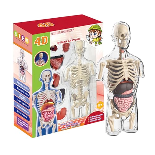 Human Body Science, transparente Lern-Tools, Half Human Torso Assembly Kit für Kinder 6+, lustiges Lernspielzeug für Kinder, perfektes Stocking Stuffer von Qzdtue