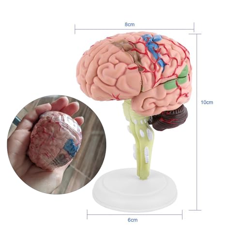 Gehirnspielzeugmedizinisches Modell - Detaillierte und Farbenfrohe Anatomische Hirnsimulation - Einfaches Management - Zeigen Sie in der Weißen Basis - Geeignet für Medizinische von RASTKY