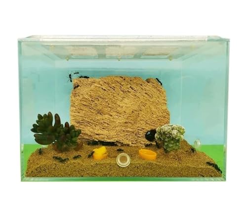 Ameisenfarm Formicarium Ameisenburg, Ameisenfarm Aus Acryl, Klares Ameisennest, Werkstatt, Zuchtraum, Wissenschaftliche Beobachtung, Ameisennestfarm Ameisenfarm für Draußen(M) von REIFOR