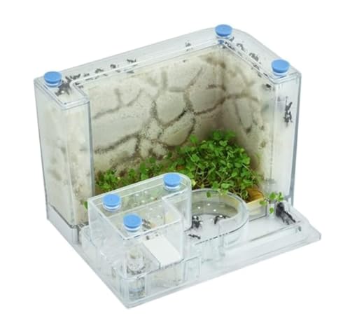 Ameisenfarm Formicarium Ameisenburg Aus Acryl Mit Aktivitätsbereich, Transparente Ameisenfarm, Interaktives Wissenschafts-Puzzlespiel, Ameisennestfarm Ameisenfarm für Draußen von REIFOR