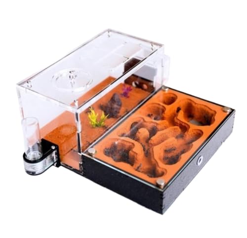 Ameisenfarm Formicarium Ameisenfarm Ameisenhaus Untersuchung des Ameisenverhaltens Ameisennest Ameisenterrarium Pädagogisches Formicarium Für Ameisen Ameisenfarm für Draußen von REIFOR