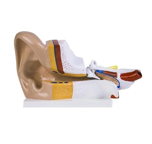 Anatomie Modell 3-maliges Ohr-Anatomiemodell, Menschliche Ohrstruktur, Anatomisches Modell, Menschliches Hörsystem, Werkzeug Anatomie Eines Falls von REIFOR