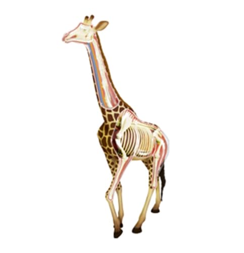 Anatomie Modell 4D Giraffe Organ Anatomisches Modell Abnehmbare 27 Organe Körperteile Tier Medizinische Lehrmodell Werkzeug Anatomie Eines Falls von REIFOR