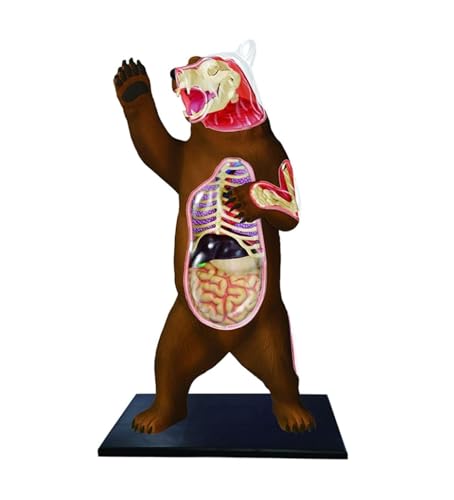 Anatomie Modell 4d Bär Anatomie Modell 36 Abnehmbare Teile Mit Stand Anatomische Organ Skelett Anatomie Montage Für Medizinische Anatomie Eines Falls von REIFOR