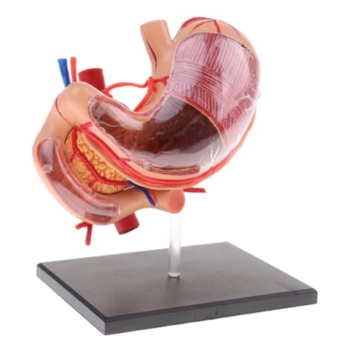 Anatomie Modell Anatomiemodelle Menschlicher Körper 70-fach Vergrößertes Menschliches Magenmodell Anatomische Menschliche Magenmodelle Anatomie Eines Falls von REIFOR