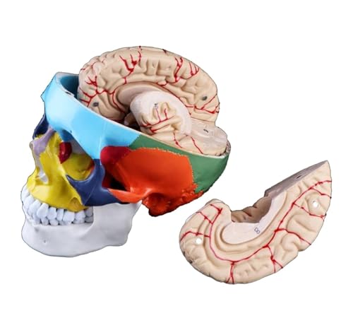 Anatomie Modell Buntes Menschliches Erwachsenenkopfmodell Mit Hirnstammanatomie, Medizinisch Für Den Naturwissenschaftlichen Unterricht, Anatomie-Werkzeug Anatomie Eines Falls von REIFOR