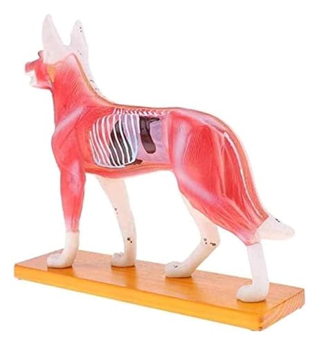 Anatomie Modell Hundemodell Akupunktur Anatomie Akupunkturpunktmodell Des Hundekörpers Mit 72 Akupunkturpunkten Anatomie Eines Falls von REIFOR