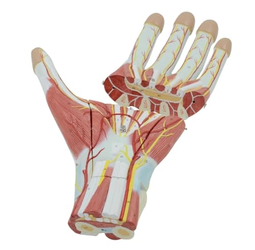 Anatomie Modell Menschliche Hand Muskel Nerv Blutgefäß Anatomie Modell Medizinische Wissenschaft Lehre Für Labor Ausrüstung Ornament Anatomie Eines Falls von REIFOR