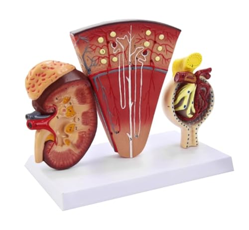 Anatomie Modell Menschlichen Körper Anatomisches Nierenmodell Menschliches Organ Nierenmodell Mit Nephron Glomerulären Harnwegen Medizinisches Modell Anatomie Eines Falls von REIFOR