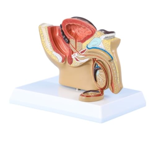 Anatomie Modell Menschlichen Körper Männlichen Becken Sagittal Abschnitt Anatomie Modell Medizinische Organ Modell Fortpflanzungssystem Medizinische Anatomie Eines Falls von REIFOR