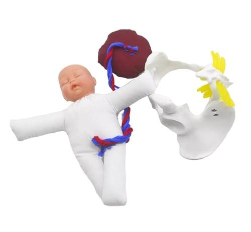 Anatomie Modell Menschlichen Körper Simulator Lieferung Becken Modell Hebamme Ausbildung Modell Demonstration Set Becken Und Abnehmbare Anatomie Eines Falls von REIFOR