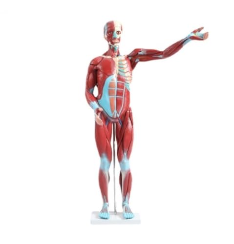 Anatomie Modell Menschlichen Muskel Anatomisches Modell Brust Menschliche Innere Organe Anatomisches Skelett Modell Lehre Anatomie Eines Falls von REIFOR