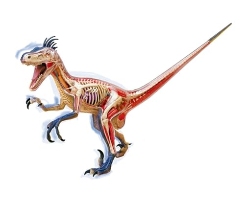 Anatomie Modell Menschlicher Körper 4D-Anatomiemodell Dinosaurier Velociraptor Abnehmbares 29-teiliges Tier-Dinosaurier-Organanatomie-Werkzeug Anatomie Eines Falls von REIFOR