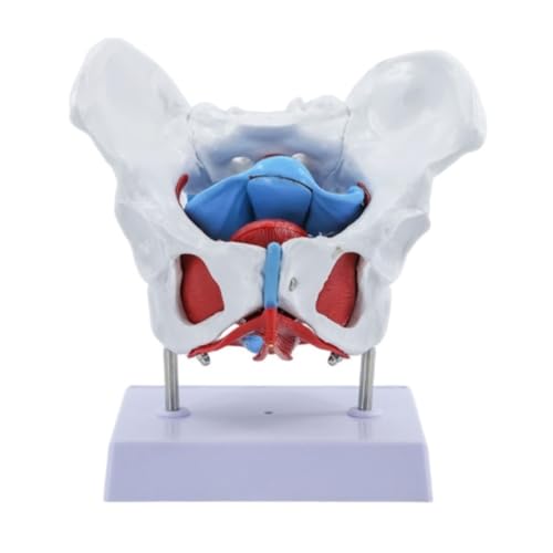 Anatomie Modell Menschlicher Körper Weibliches Becken Beckenbodenmuskelmodell Gebärmutter Eierstockmuskel Lehrmittel Bildungsbedarf Anatomie Eines Falls von REIFOR