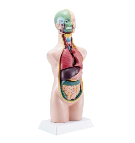 Anatomie Modell Menschliches Anatomiemodell, Körperanatomiemodell, Abnehmbares Menschliches Torso-Anatomiemodell Für Die Schulmedizin Anatomie Eines Falls von REIFOR