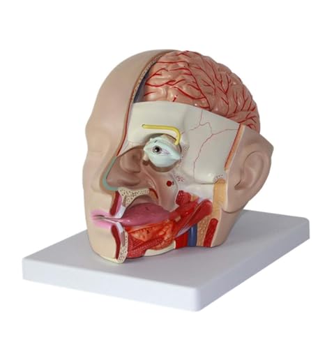 Anatomie Modell Menschliches Gehirnmodell Menschlicher Kopf Kopf Befestigtes Gehirn Anatomisches Modell Gehirn Anatomisches Modell Spezielle Arterie Anatomie Eines Falls von REIFOR