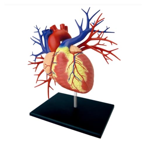 Anatomie Modell Menschliches Herzorgan, Menschliches Skelett In Lebensgröße, Anatomie Für Die Wissenschaft, Unterrichtsanzeige, Medizinisches Lehrmodell Anatomie Eines Falls von REIFOR