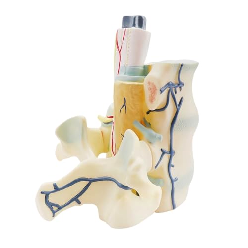 Anatomie Modell Menschliches Rückenmark Wirbelsäulenvergrößerungsmodell Anatomisches Modell Medizinisches Lehrstudium Biologieanzeige Anatomie Eines Falls von REIFOR