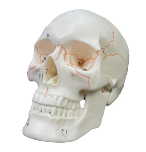 Anatomie Modell Menschliches Schädelmodell, Lebensgroßes Kopfskelettmodell Der Menschlichen Anatomie Für Erwachsene Mit Abnehmbarem Schädel, Lehrmittel Anatomie Eines Falls von REIFOR