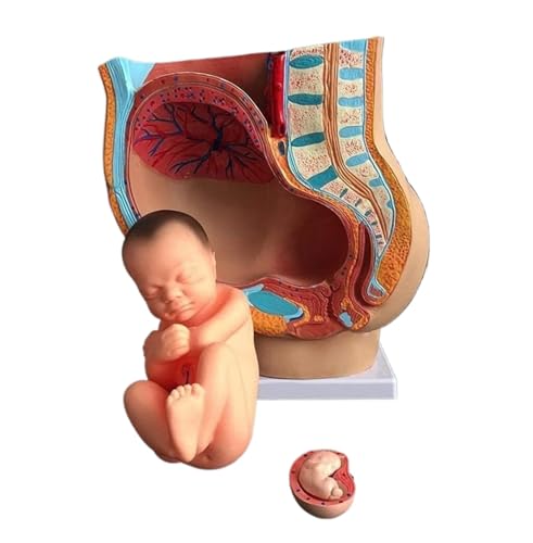 Anatomie Modell Menschliches Weibliches Becken Abschnitt Schwangerschaft Anatomisches Modell Neun Monate Baby Fötus Modell Lebensgröße Anatomie Eines Falls von REIFOR