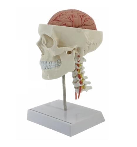 Anatomie Modell Mit Digitalanzeige Menschliches Schädelmodell Lebensgroßes Menschliches Schädelmodell Anatomisches Modell Medizinische Lehre Anatomie Eines Falls von REIFOR