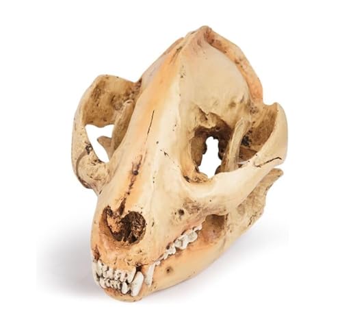 Anatomie Modell Schädel Modell Harz Halloween Dekoration Dinosaurier Schädel Form Für Wissenschaft Bildung Requisiten Modell Anatomie Eines Falls von REIFOR