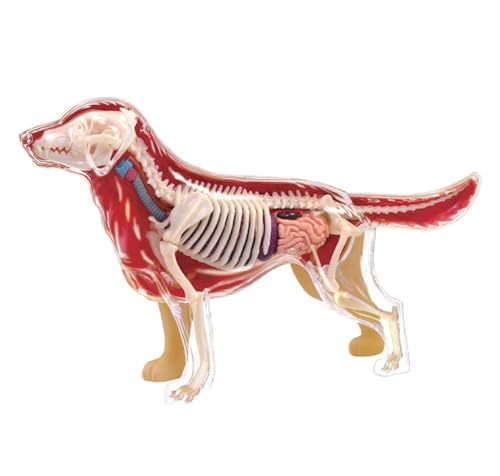 Anatomie Modell Tieranatomiemodell, Hundeanatomiemodell, Abnehmbar, 30 Organe, Körperteile Oder Medizinische Ausbildung Anatomie Eines Falls von REIFOR