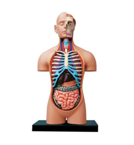 Anatomie Modell Torso-Anatomiemodell Mensch 54 Teile Anatomiemodelle Menschlicher Körper Anatomisches Modell Skelett Für Medizinische Anatomie Eines Falls von REIFOR