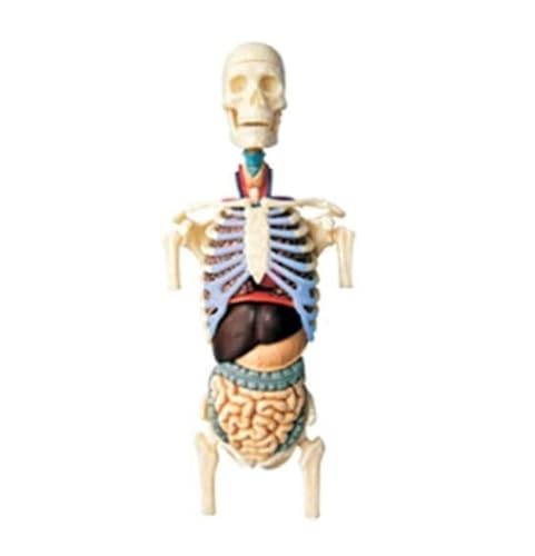 Anatomie Modell Torso-Modell Des Menschlichen Körpers, 4D-anatomisches Modell Des Menschlichen Körpers, Skelett, Medizinische Modelle Anatomie Eines Falls von REIFOR