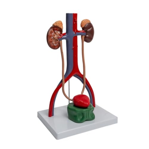 Anatomie Modell Torsomodell Des Menschlichen Körpers Modell Des Menschlichen Harnsystems Anatomisches Menschliches Organmodell Anatomie Eines Falls von REIFOR