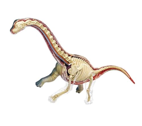 Anatomie Modell Tyrannosaurus Anatomiemodell Abnehmbares 42-teiliges Tier-Dinosaurier-Organanatomie-Lehrmittel Anatomie Eines Falls von REIFOR